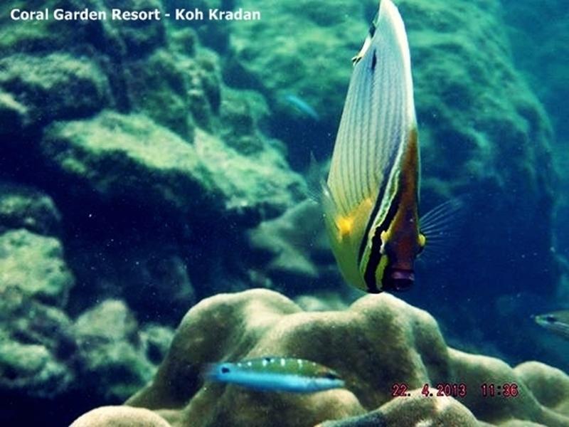 קו קארדן Coral Garden Resort מראה חיצוני תמונה