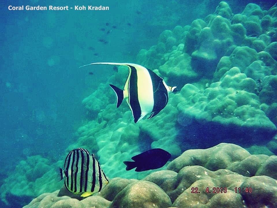 קו קארדן Coral Garden Resort מראה חיצוני תמונה