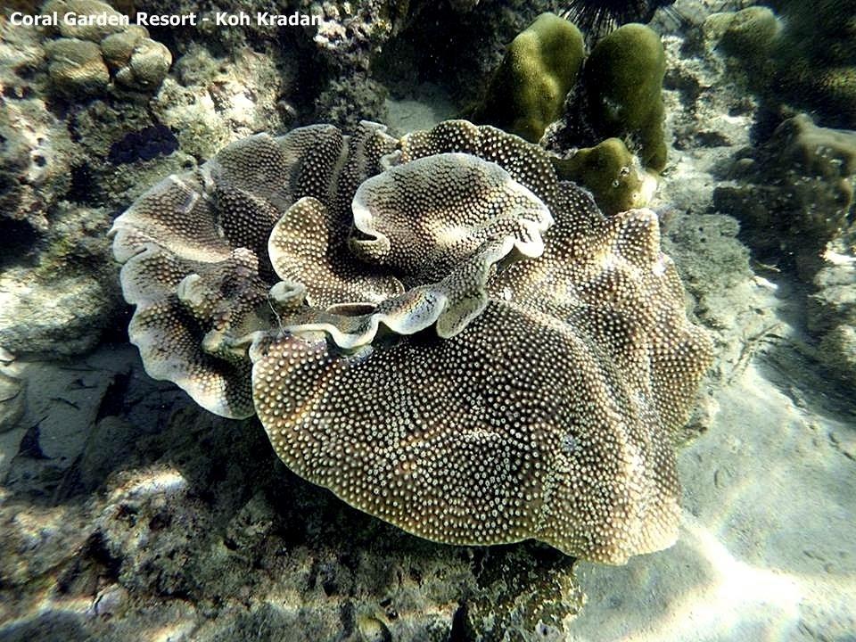 קו קארדן Coral Garden Resort מראה חיצוני תמונה